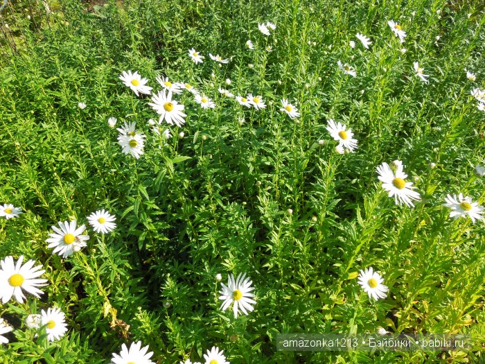 Георгины , пальмы , розы ИЛИ " мои заготовки хорошего настроения на зиму " | Бэйбики Георгины , пальмы , розы ИЛИ " мои заготовки хорошего настроения на зиму "