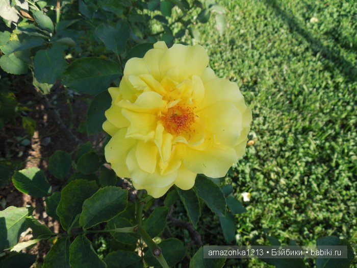 Георгины , пальмы , розы ИЛИ " мои заготовки хорошего настроения на зиму " | Бэйбики Георгины , пальмы , розы ИЛИ " мои заготовки хорошего настроения на зиму "