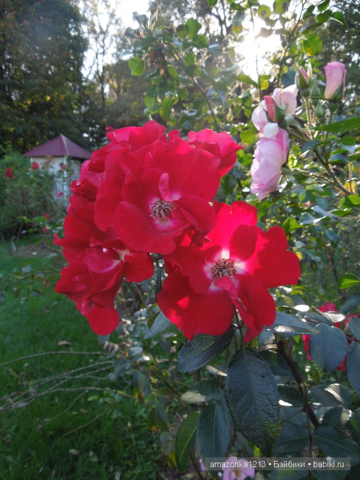 Георгины , пальмы , розы ИЛИ " мои заготовки хорошего настроения на зиму " | Бэйбики Георгины , пальмы , розы ИЛИ " мои заготовки хорошего настроения на зиму "