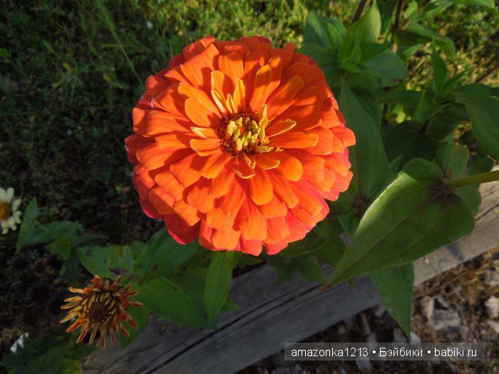 Георгины , пальмы , розы ИЛИ " мои заготовки хорошего настроения на зиму " | Бэйбики Георгины , пальмы , розы ИЛИ " мои заготовки хорошего настроения на зиму "