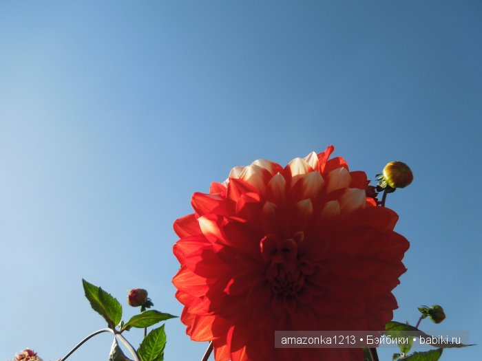 Георгины , пальмы , розы ИЛИ " мои заготовки хорошего настроения на зиму " | Бэйбики Георгины , пальмы , розы ИЛИ " мои заготовки хорошего настроения на зиму "