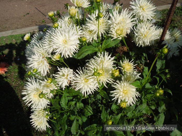 Георгины , пальмы , розы ИЛИ " мои заготовки хорошего настроения на зиму " | Бэйбики Георгины , пальмы , розы ИЛИ " мои заготовки хорошего настроения на зиму "