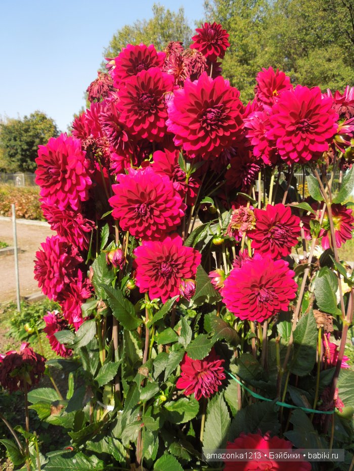 Георгины , пальмы , розы ИЛИ " мои заготовки хорошего настроения на зиму " | Бэйбики Георгины , пальмы , розы ИЛИ " мои заготовки хорошего настроения на зиму "