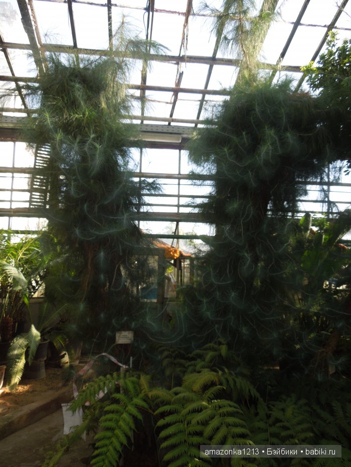 Георгины , пальмы , розы ИЛИ " мои заготовки хорошего настроения на зиму " | Бэйбики Георгины , пальмы , розы ИЛИ " мои заготовки хорошего настроения на зиму "