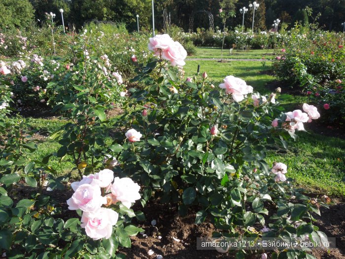 Георгины , пальмы , розы ИЛИ " мои заготовки хорошего настроения на зиму " | Бэйбики Георгины , пальмы , розы ИЛИ " мои заготовки хорошего настроения на зиму "