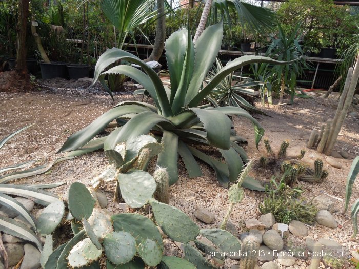 Георгины , пальмы , розы ИЛИ " мои заготовки хорошего настроения на зиму " | Бэйбики Георгины , пальмы , розы ИЛИ " мои заготовки хорошего настроения на зиму "