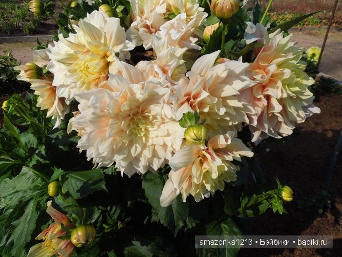 Георгины , пальмы , розы ИЛИ " мои заготовки хорошего настроения на зиму " | Бэйбики Георгины , пальмы , розы ИЛИ " мои заготовки хорошего настроения на зиму "