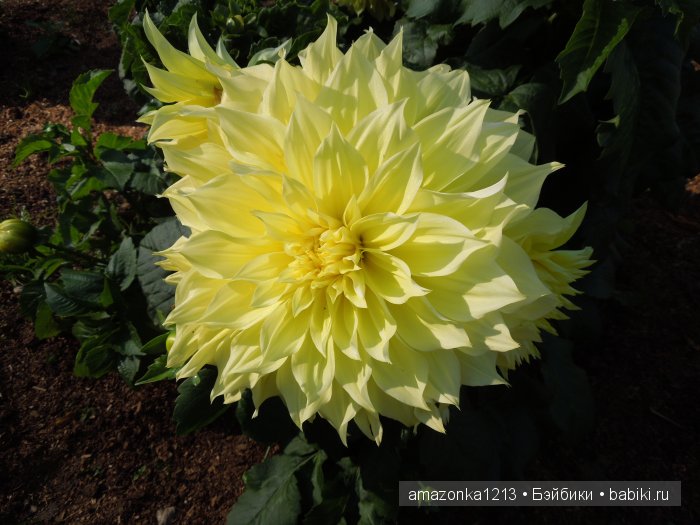 Георгины , пальмы , розы ИЛИ " мои заготовки хорошего настроения на зиму " | Бэйбики Георгины , пальмы , розы ИЛИ " мои заготовки хорошего настроения на зиму "