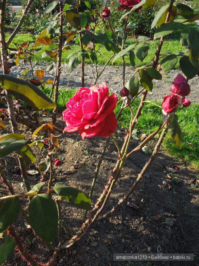 Георгины , пальмы , розы ИЛИ " мои заготовки хорошего настроения на зиму " | Бэйбики Георгины , пальмы , розы ИЛИ " мои заготовки хорошего настроения на зиму "