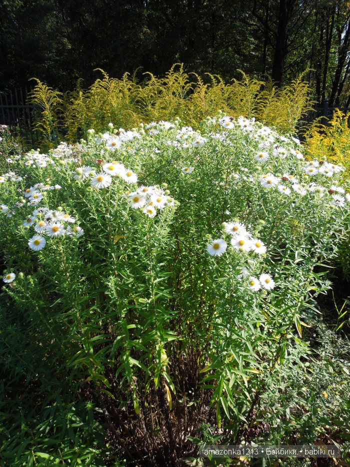 Георгины , пальмы , розы ИЛИ " мои заготовки хорошего настроения на зиму " | Бэйбики Георгины , пальмы , розы ИЛИ " мои заготовки хорошего настроения на зиму "