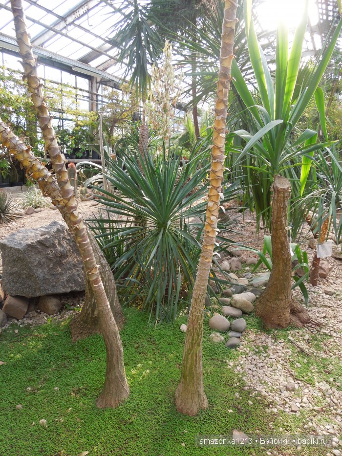 Георгины , пальмы , розы ИЛИ " мои заготовки хорошего настроения на зиму " | Бэйбики Георгины , пальмы , розы ИЛИ " мои заготовки хорошего настроения на зиму "