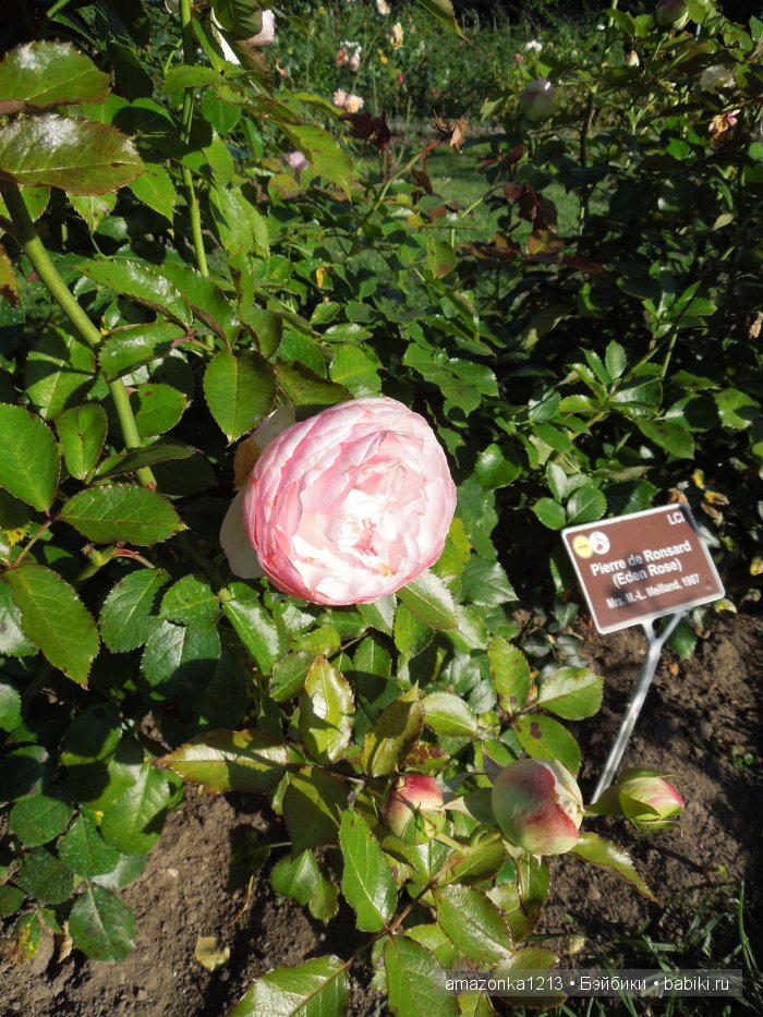 Георгины , пальмы , розы ИЛИ " мои заготовки хорошего настроения на зиму " | Бэйбики Георгины , пальмы , розы ИЛИ " мои заготовки хорошего настроения на зиму "