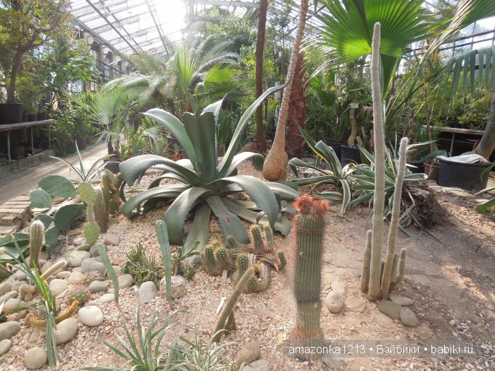 Георгины , пальмы , розы ИЛИ " мои заготовки хорошего настроения на зиму " | Бэйбики Георгины , пальмы , розы ИЛИ " мои заготовки хорошего настроения на зиму "