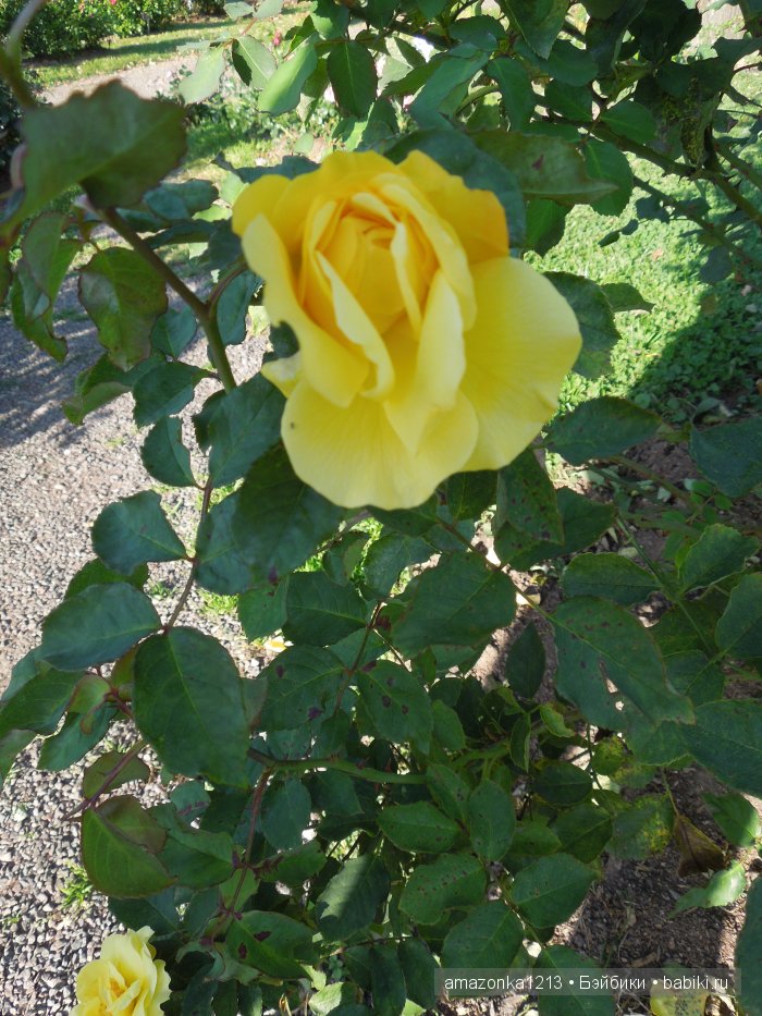 Георгины , пальмы , розы ИЛИ " мои заготовки хорошего настроения на зиму " | Бэйбики Георгины , пальмы , розы ИЛИ " мои заготовки хорошего настроения на зиму "