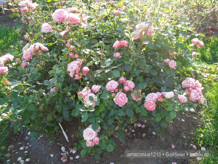 Георгины , пальмы , розы ИЛИ " мои заготовки хорошего настроения на зиму " | Бэйбики Георгины , пальмы , розы ИЛИ " мои заготовки хорошего настроения на зиму "