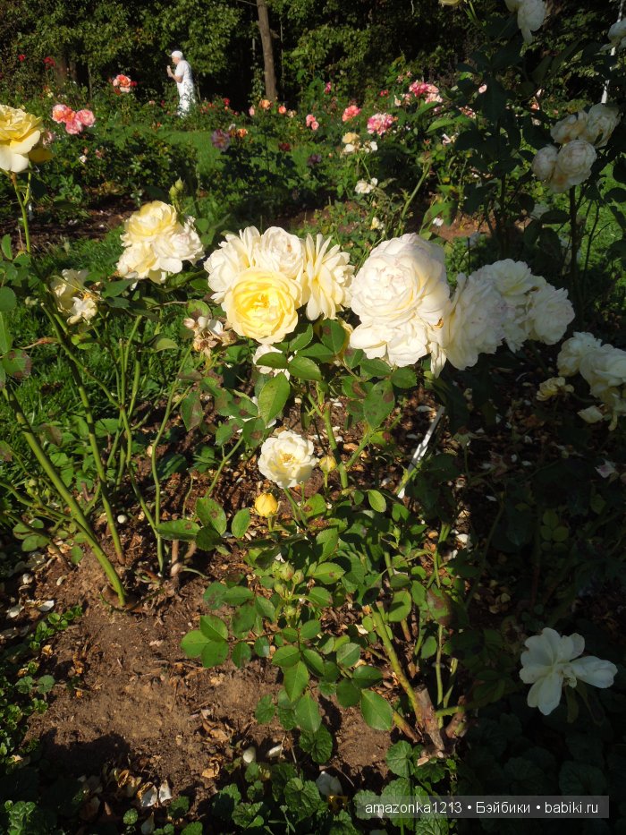 Георгины , пальмы , розы ИЛИ " мои заготовки хорошего настроения на зиму " | Бэйбики Георгины , пальмы , розы ИЛИ " мои заготовки хорошего настроения на зиму "