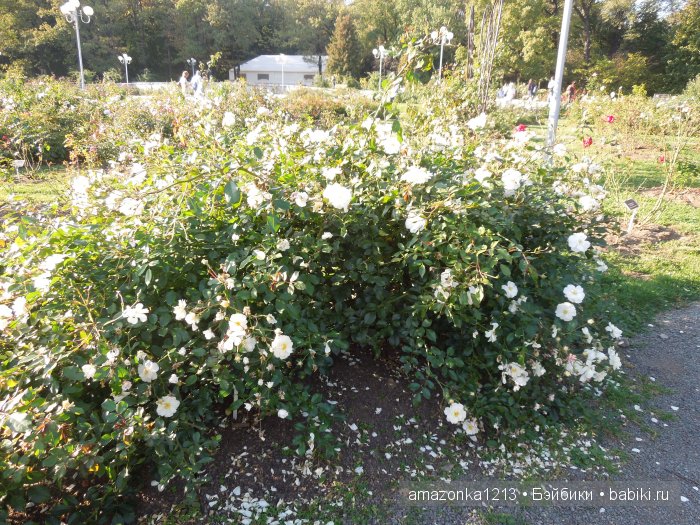 Георгины , пальмы , розы ИЛИ " мои заготовки хорошего настроения на зиму " | Бэйбики Георгины , пальмы , розы ИЛИ " мои заготовки хорошего настроения на зиму "