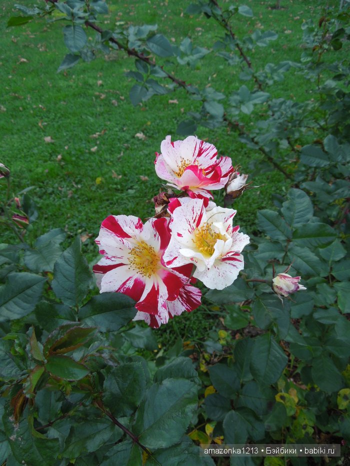 Георгины , пальмы , розы ИЛИ " мои заготовки хорошего настроения на зиму " | Бэйбики Георгины , пальмы , розы ИЛИ " мои заготовки хорошего настроения на зиму "