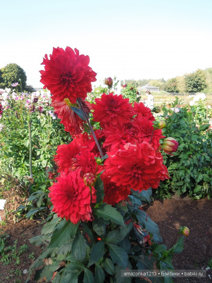 Георгины , пальмы , розы ИЛИ " мои заготовки хорошего настроения на зиму " | Бэйбики Георгины , пальмы , розы ИЛИ " мои заготовки хорошего настроения на зиму " (фото 5)