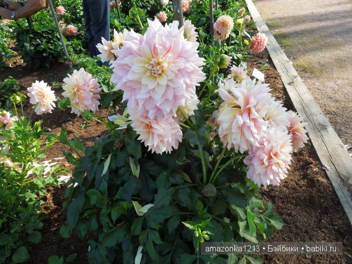 Георгины , пальмы , розы ИЛИ " мои заготовки хорошего настроения на зиму " | Бэйбики Георгины , пальмы , розы ИЛИ " мои заготовки хорошего настроения на зиму " (фото 2)
