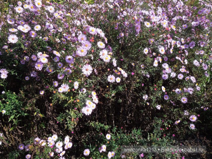 Георгины , пальмы , розы ИЛИ " мои заготовки хорошего настроения на зиму " | Бэйбики Георгины , пальмы , розы ИЛИ " мои заготовки хорошего настроения на зиму "