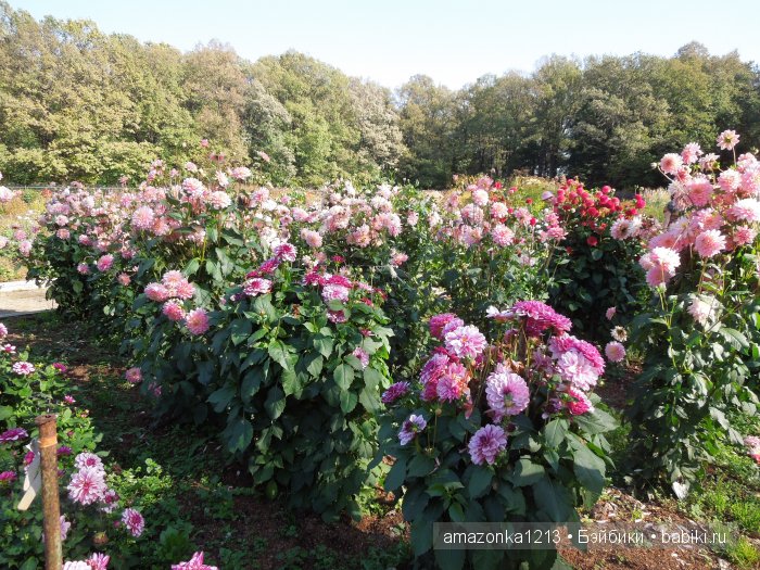 Георгины , пальмы , розы ИЛИ " мои заготовки хорошего настроения на зиму " | Бэйбики Георгины , пальмы , розы ИЛИ " мои заготовки хорошего настроения на зиму " (фото 9)