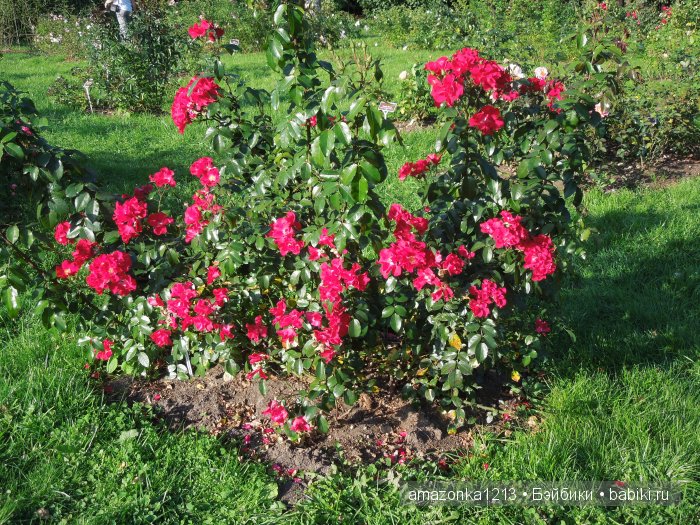 Георгины , пальмы , розы ИЛИ " мои заготовки хорошего настроения на зиму " | Бэйбики Георгины , пальмы , розы ИЛИ " мои заготовки хорошего настроения на зиму "