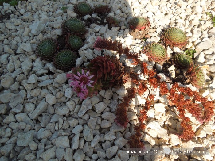 Георгины , пальмы , розы ИЛИ " мои заготовки хорошего настроения на зиму " | Бэйбики Георгины , пальмы , розы ИЛИ " мои заготовки хорошего настроения на зиму "