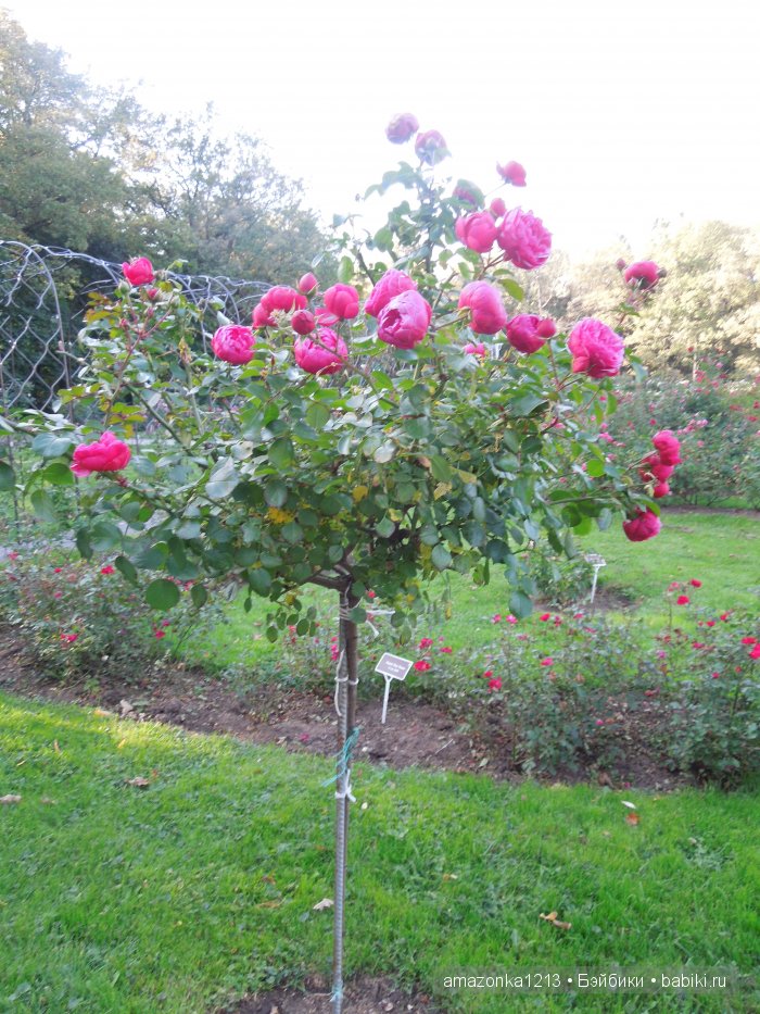 Георгины , пальмы , розы ИЛИ " мои заготовки хорошего настроения на зиму " | Бэйбики Георгины , пальмы , розы ИЛИ " мои заготовки хорошего настроения на зиму "