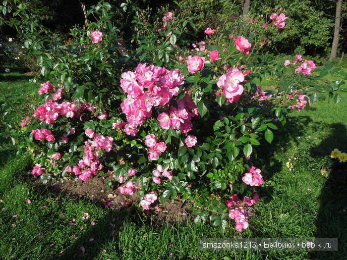 Георгины , пальмы , розы ИЛИ " мои заготовки хорошего настроения на зиму " | Бэйбики Георгины , пальмы , розы ИЛИ " мои заготовки хорошего настроения на зиму "