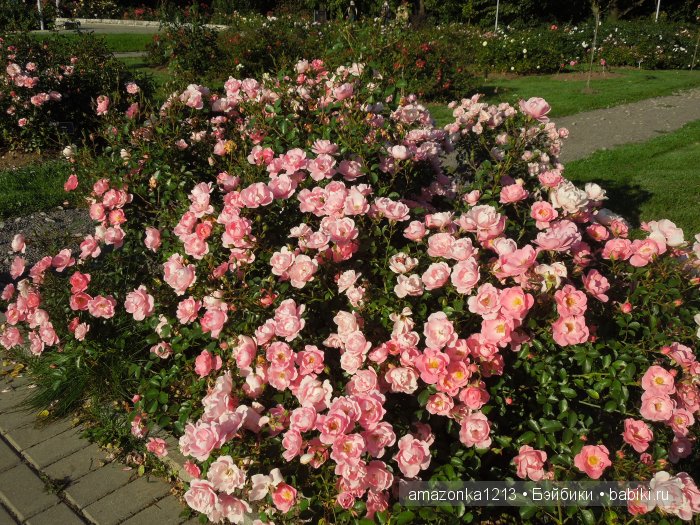 Георгины , пальмы , розы ИЛИ " мои заготовки хорошего настроения на зиму " | Бэйбики Георгины , пальмы , розы ИЛИ " мои заготовки хорошего настроения на зиму "