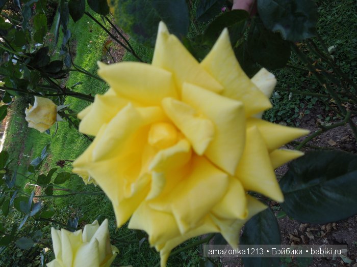 Георгины , пальмы , розы ИЛИ " мои заготовки хорошего настроения на зиму " | Бэйбики Георгины , пальмы , розы ИЛИ " мои заготовки хорошего настроения на зиму "