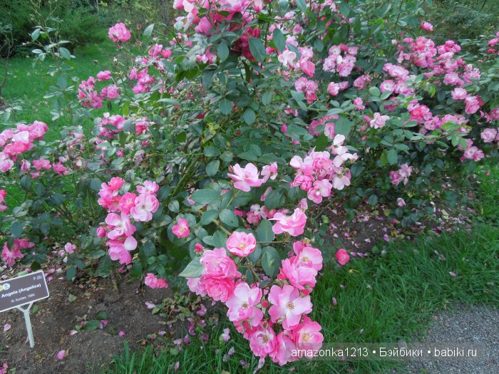 Георгины , пальмы , розы ИЛИ " мои заготовки хорошего настроения на зиму " | Бэйбики Георгины , пальмы , розы ИЛИ " мои заготовки хорошего настроения на зиму "