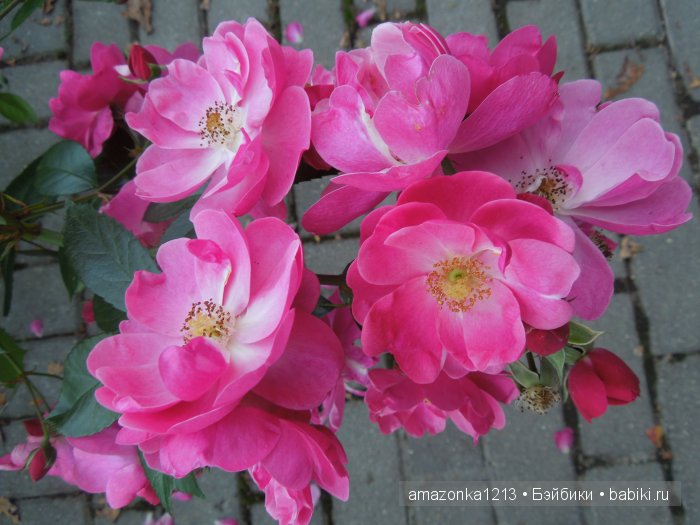 Георгины , пальмы , розы ИЛИ " мои заготовки хорошего настроения на зиму " | Бэйбики Георгины , пальмы , розы ИЛИ " мои заготовки хорошего настроения на зиму "