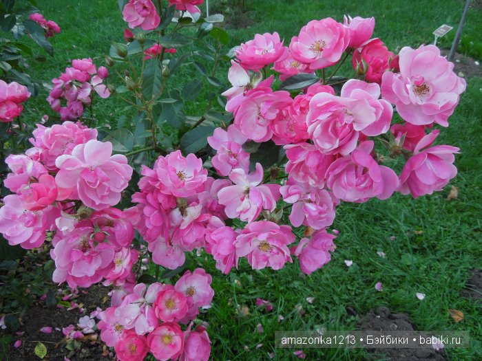 Георгины , пальмы , розы ИЛИ " мои заготовки хорошего настроения на зиму " | Бэйбики Георгины , пальмы , розы ИЛИ " мои заготовки хорошего настроения на зиму "