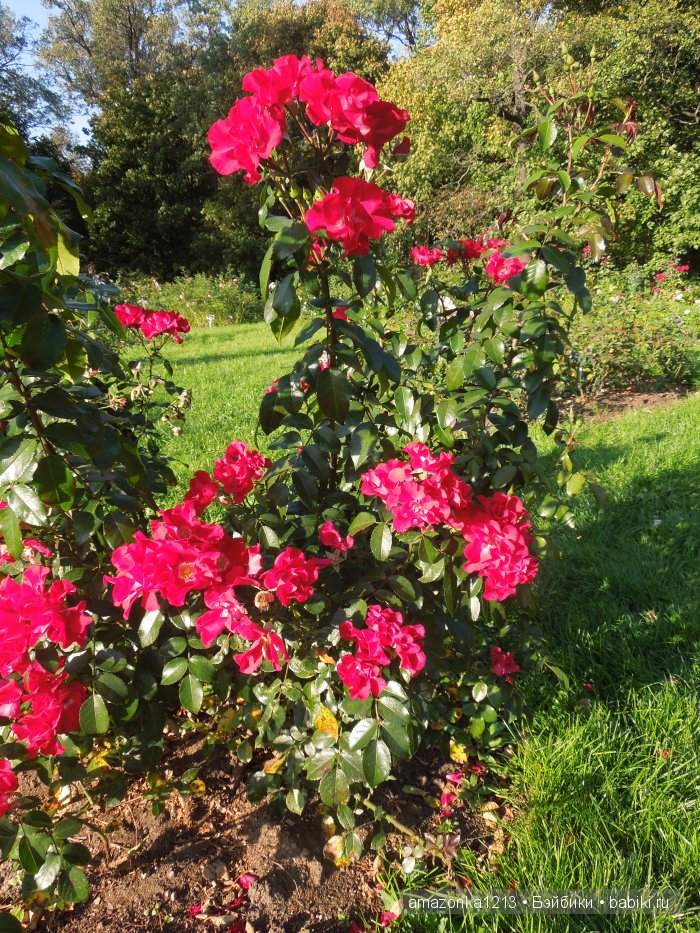 Георгины , пальмы , розы ИЛИ " мои заготовки хорошего настроения на зиму " | Бэйбики Георгины , пальмы , розы ИЛИ " мои заготовки хорошего настроения на зиму "