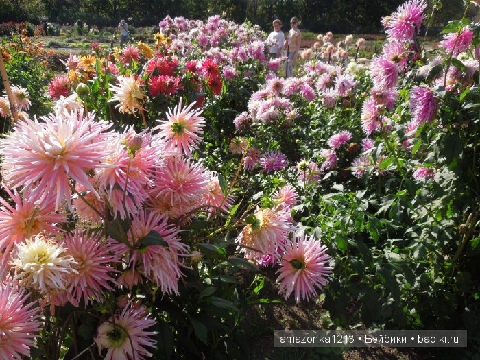 Георгины , пальмы , розы ИЛИ " мои заготовки хорошего настроения на зиму " | Бэйбики Георгины , пальмы , розы ИЛИ " мои заготовки хорошего настроения на зиму "