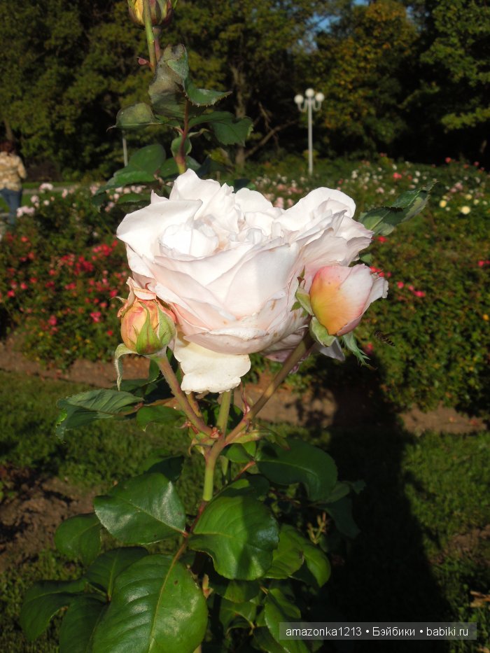 Георгины , пальмы , розы ИЛИ " мои заготовки хорошего настроения на зиму " | Бэйбики Георгины , пальмы , розы ИЛИ " мои заготовки хорошего настроения на зиму "