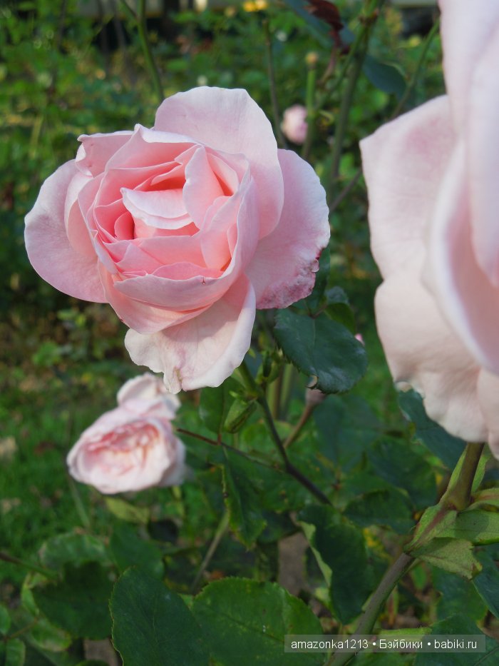 Георгины , пальмы , розы ИЛИ " мои заготовки хорошего настроения на зиму " | Бэйбики Георгины , пальмы , розы ИЛИ " мои заготовки хорошего настроения на зиму "