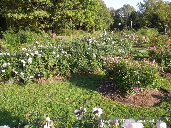 Георгины , пальмы , розы ИЛИ " мои заготовки хорошего настроения на зиму " | Бэйбики Георгины , пальмы , розы ИЛИ " мои заготовки хорошего настроения на зиму "