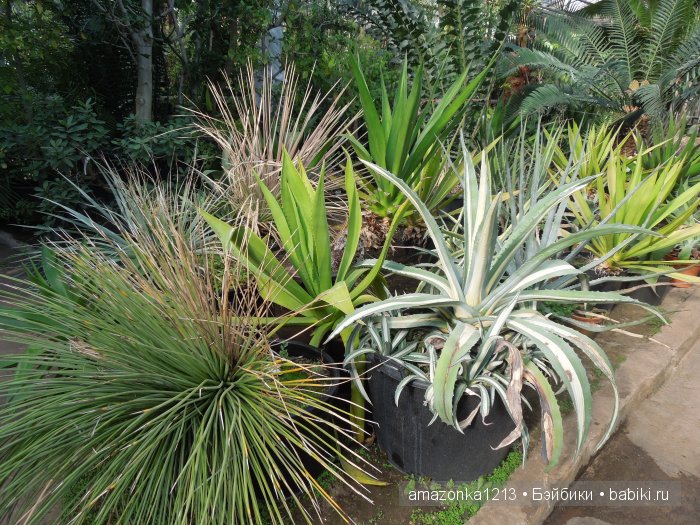 Георгины , пальмы , розы ИЛИ " мои заготовки хорошего настроения на зиму " | Бэйбики Георгины , пальмы , розы ИЛИ " мои заготовки хорошего настроения на зиму "