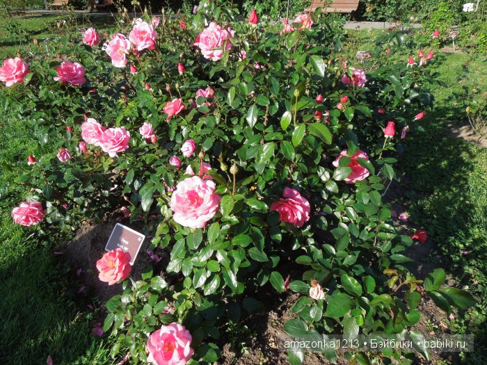 Георгины , пальмы , розы ИЛИ " мои заготовки хорошего настроения на зиму " | Бэйбики Георгины , пальмы , розы ИЛИ " мои заготовки хорошего настроения на зиму "