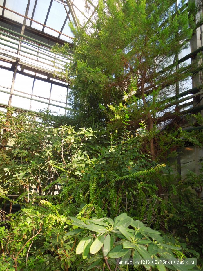 Георгины , пальмы , розы ИЛИ " мои заготовки хорошего настроения на зиму " | Бэйбики Георгины , пальмы , розы ИЛИ " мои заготовки хорошего настроения на зиму "