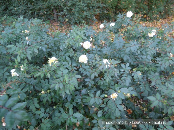 Георгины , пальмы , розы ИЛИ " мои заготовки хорошего настроения на зиму " | Бэйбики Георгины , пальмы , розы ИЛИ " мои заготовки хорошего настроения на зиму "