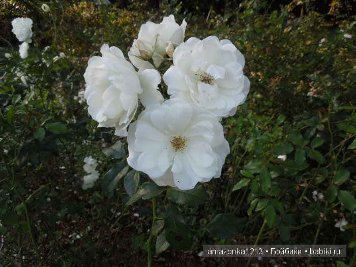 Георгины , пальмы , розы ИЛИ " мои заготовки хорошего настроения на зиму " | Бэйбики Георгины , пальмы , розы ИЛИ " мои заготовки хорошего настроения на зиму "