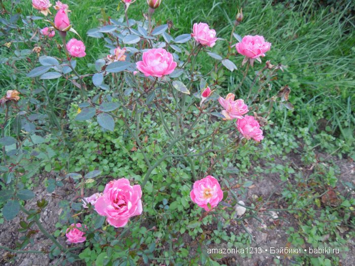 Георгины , пальмы , розы ИЛИ " мои заготовки хорошего настроения на зиму " | Бэйбики Георгины , пальмы , розы ИЛИ " мои заготовки хорошего настроения на зиму "