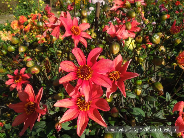 Георгины , пальмы , розы ИЛИ " мои заготовки хорошего настроения на зиму " | Бэйбики Георгины , пальмы , розы ИЛИ " мои заготовки хорошего настроения на зиму "