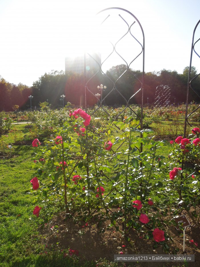 Георгины , пальмы , розы ИЛИ " мои заготовки хорошего настроения на зиму " | Бэйбики Георгины , пальмы , розы ИЛИ " мои заготовки хорошего настроения на зиму "