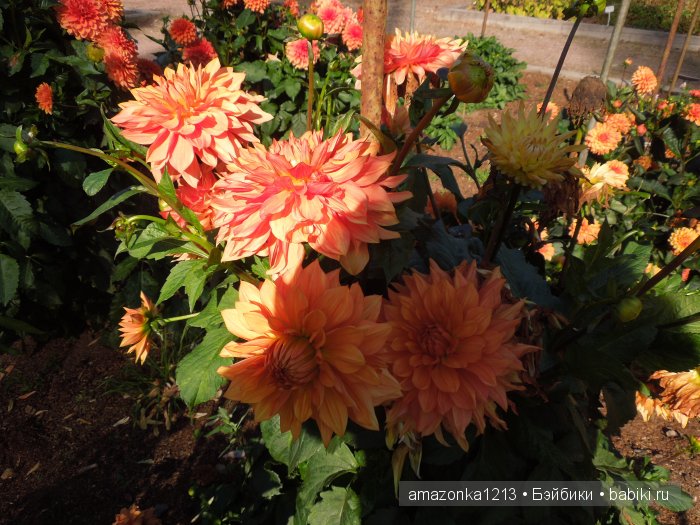 Георгины , пальмы , розы ИЛИ " мои заготовки хорошего настроения на зиму " | Бэйбики Георгины , пальмы , розы ИЛИ " мои заготовки хорошего настроения на зиму " (фото 6)