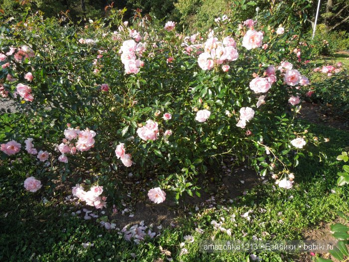 Георгины , пальмы , розы ИЛИ " мои заготовки хорошего настроения на зиму " | Бэйбики Георгины , пальмы , розы ИЛИ " мои заготовки хорошего настроения на зиму "